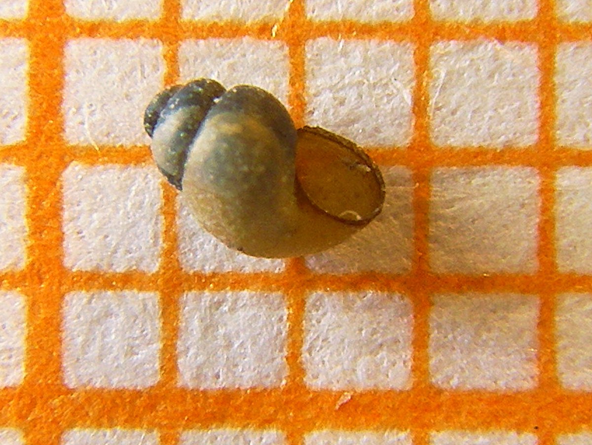 Bythinella