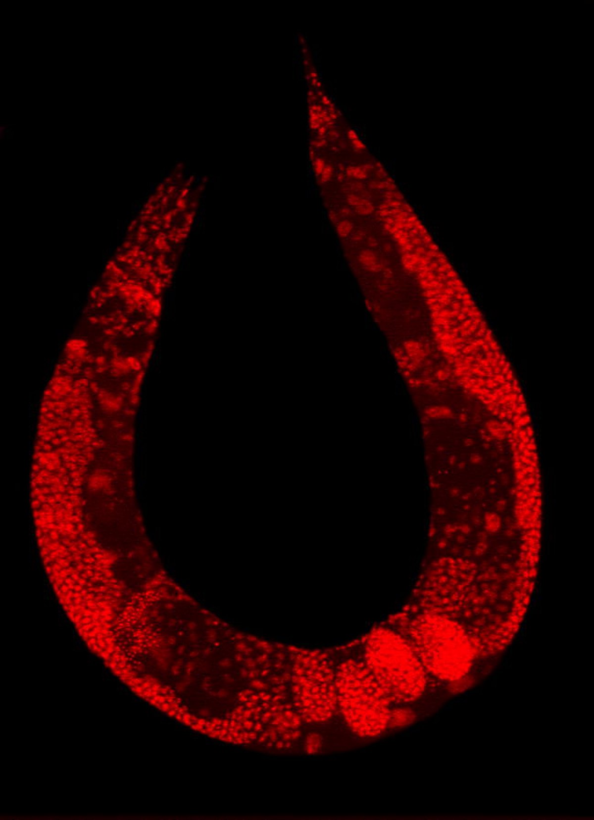 Caenorhabditis elegans
