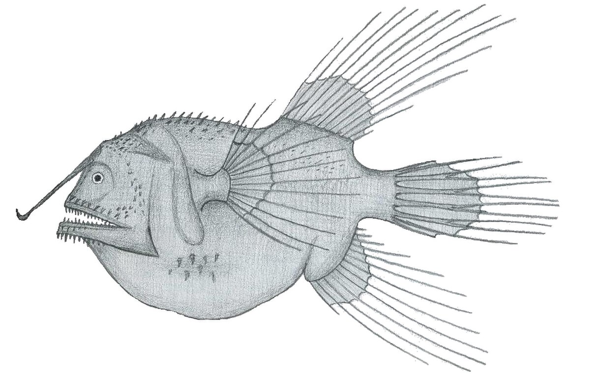 Caulophryne