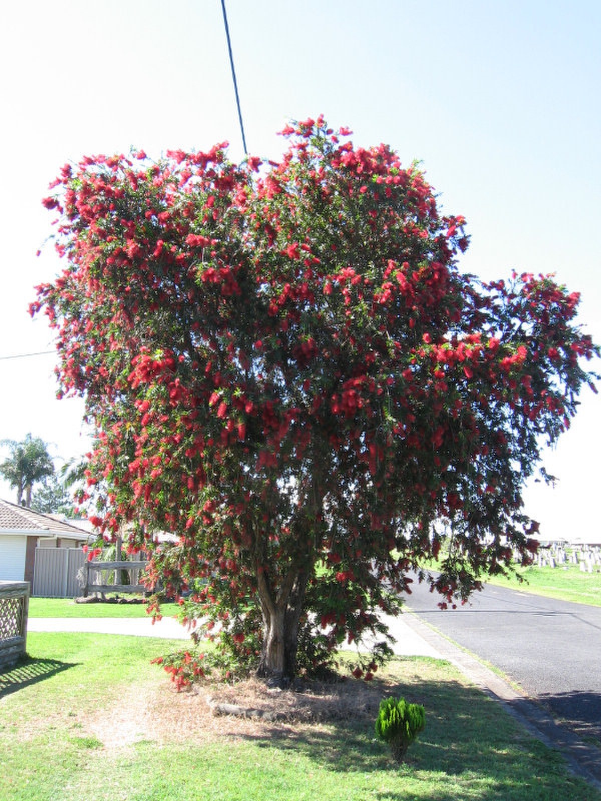 Callistemon viminalis