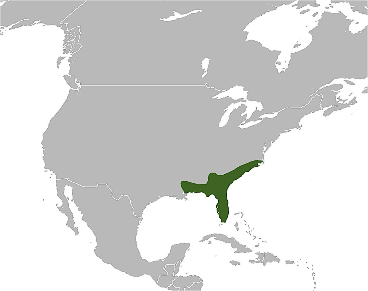 C. adamanteus map.jpg