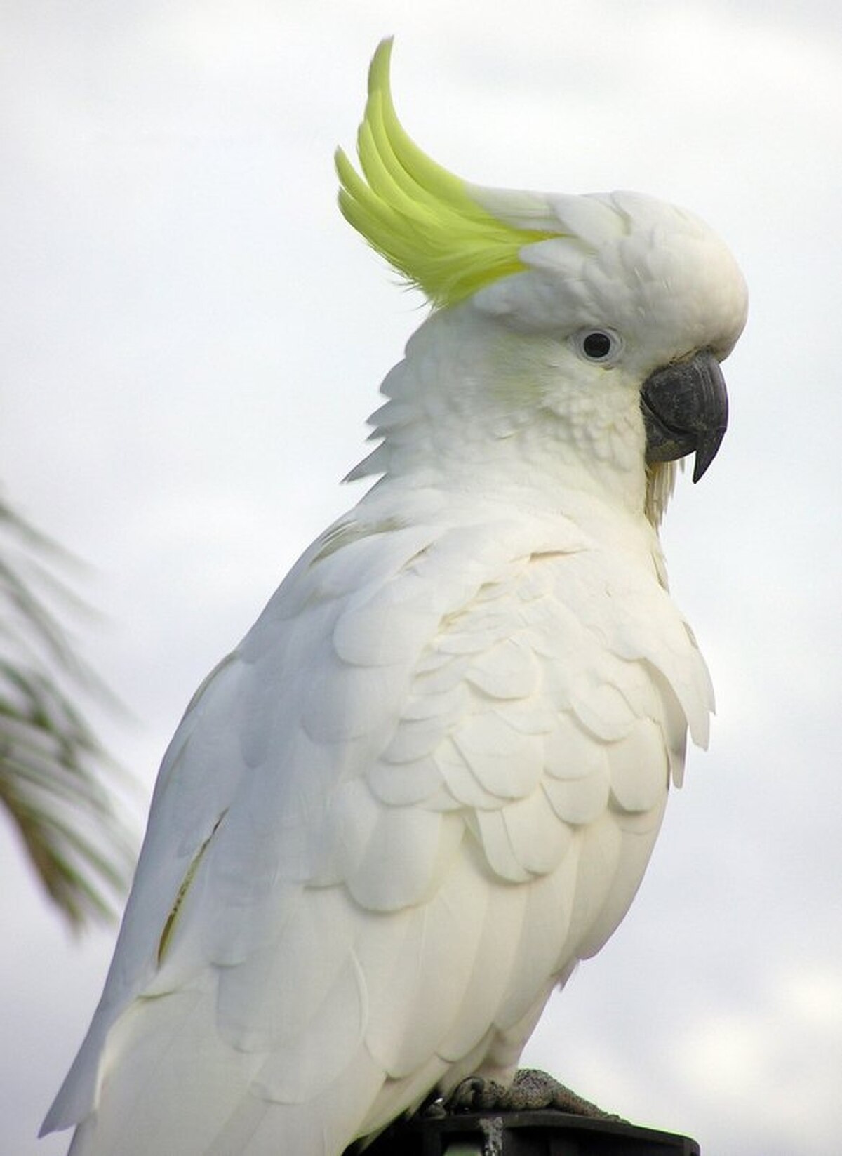 Cacatoès à huppe jaune