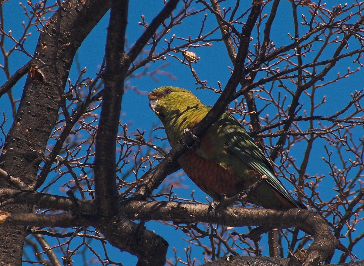 Conure magellanique