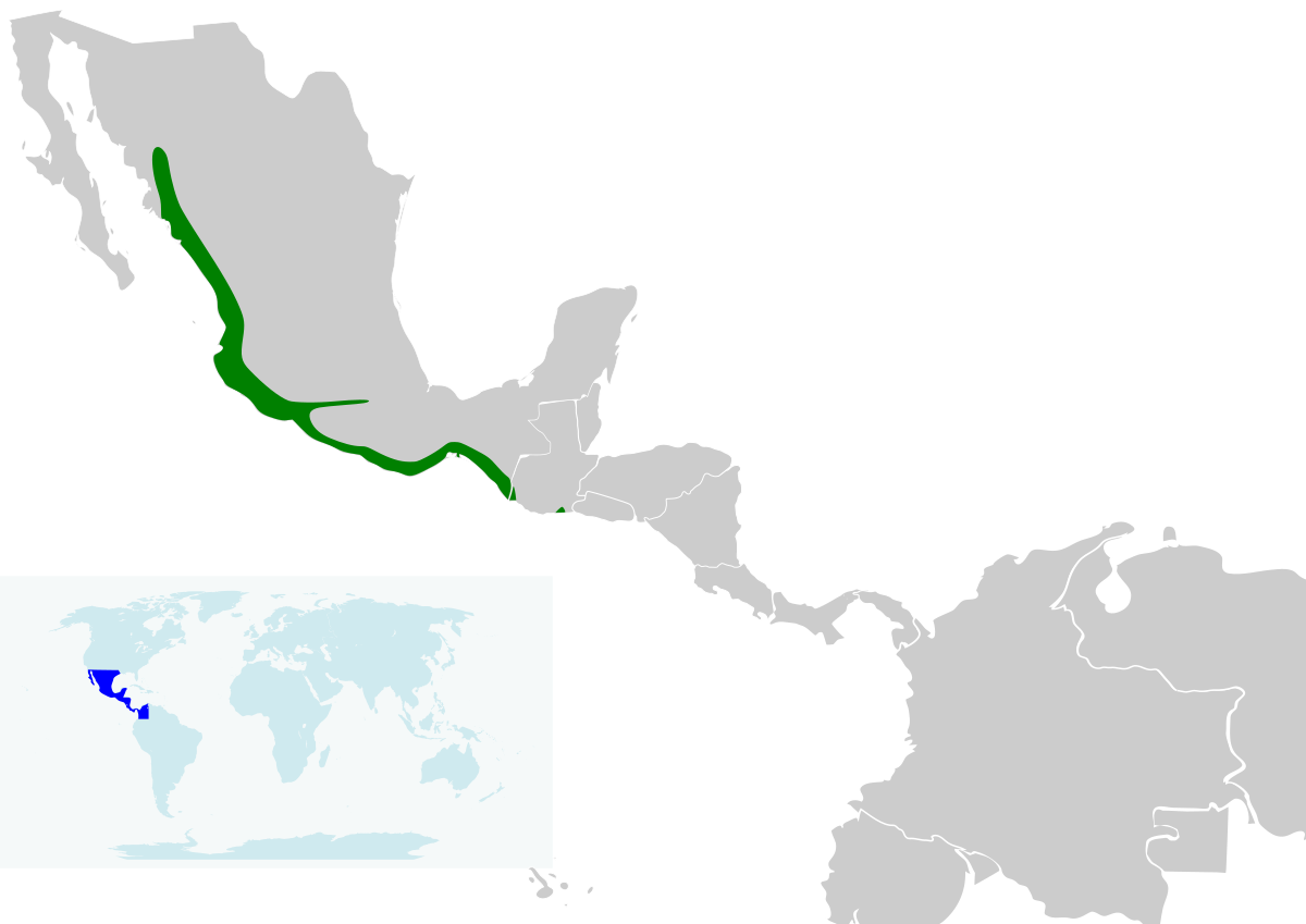 Cacicus melanicterus map.svg