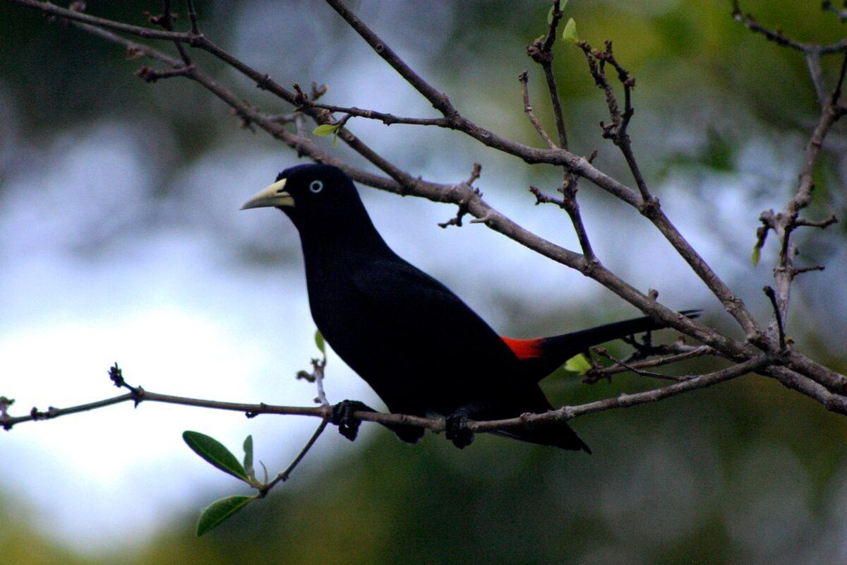 Cassique à dos rouge