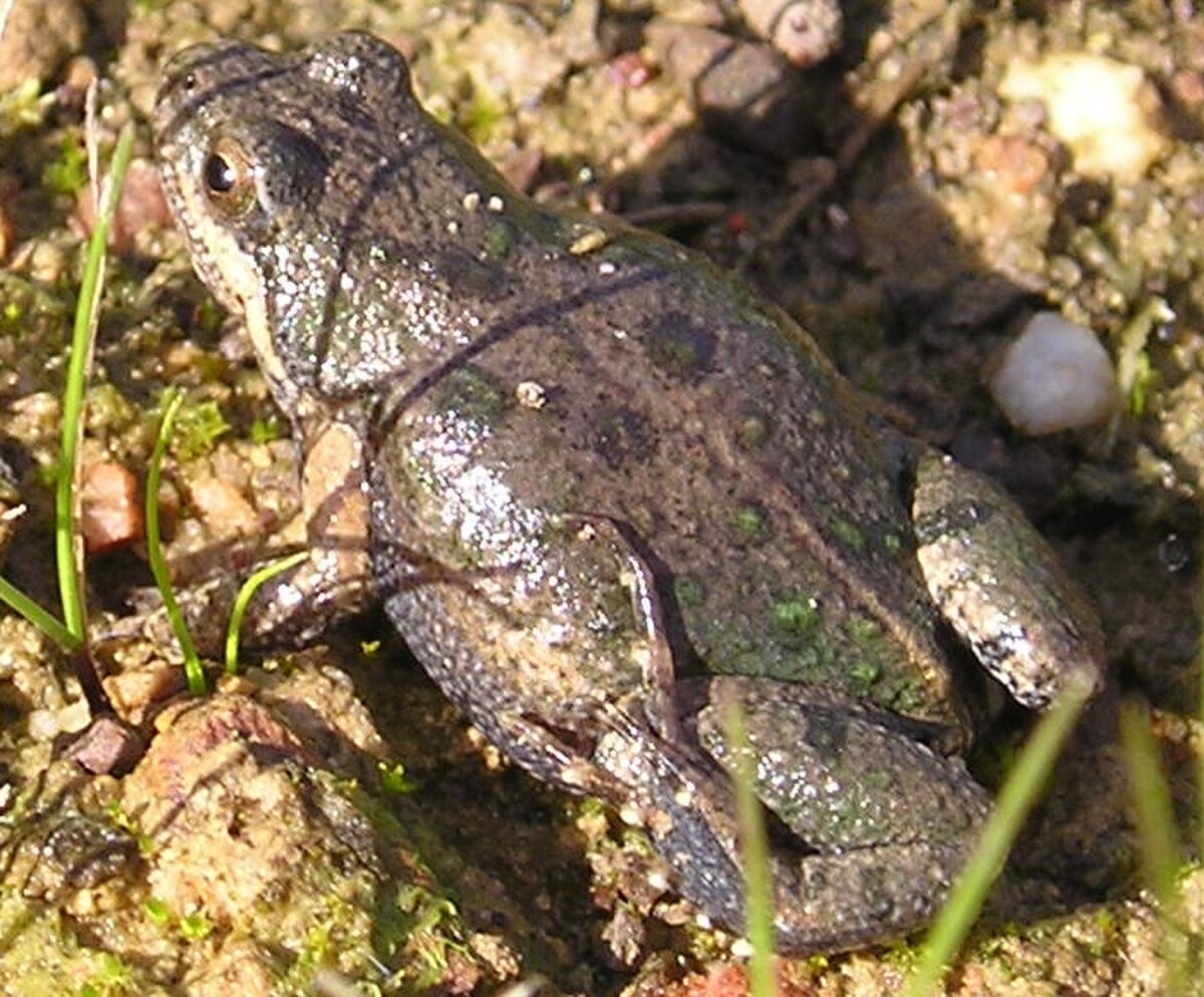 Cacosternum