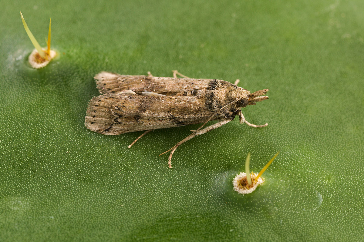 Cactoblastis cactorum