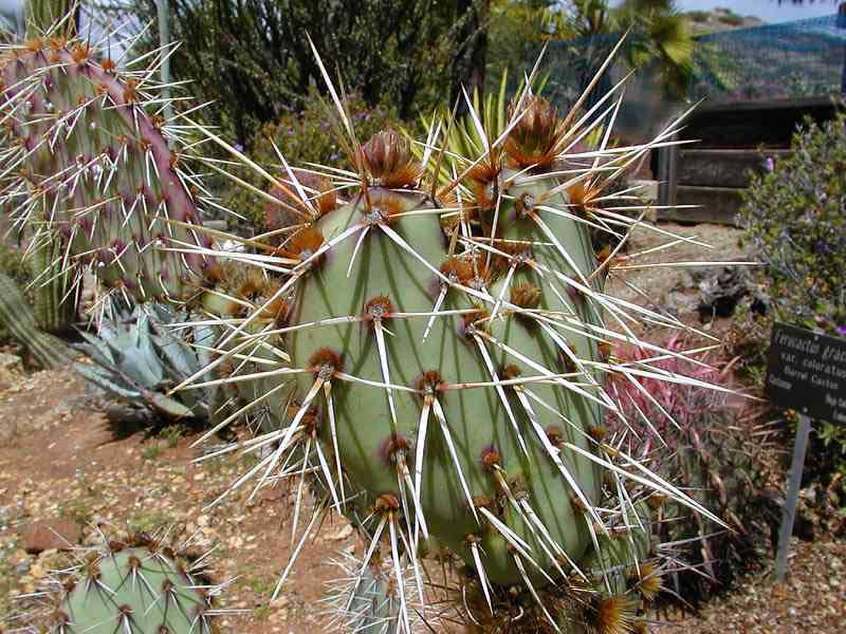 Opuntia brasiliensis