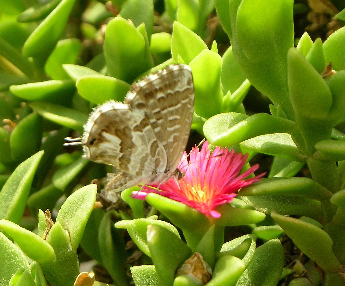Brun des pélargoniums