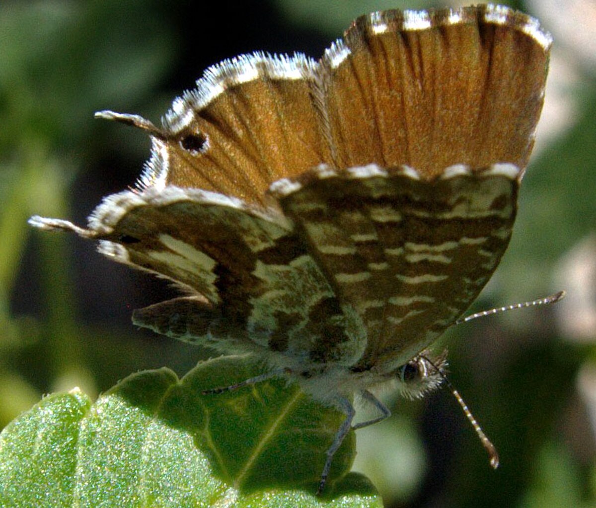 Cacyreus marshalli