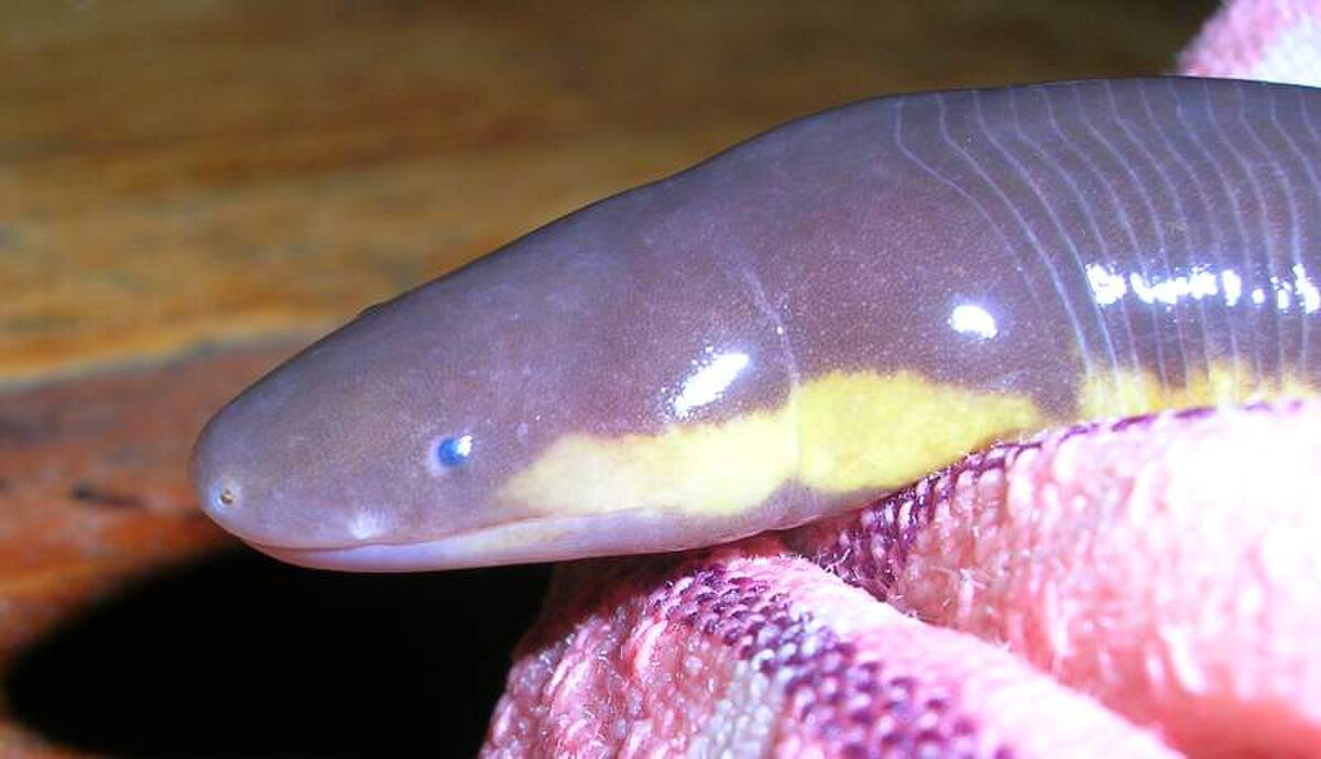 Ichthyophis