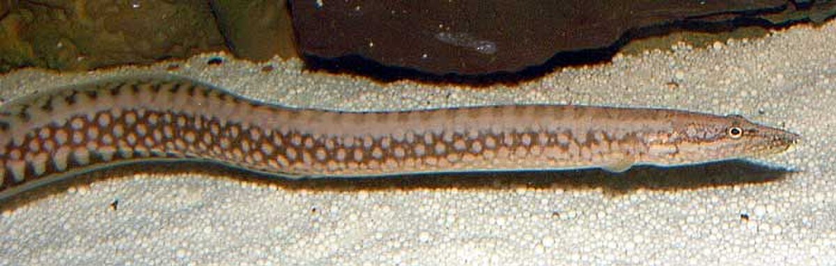 Caecomastacembelus moori