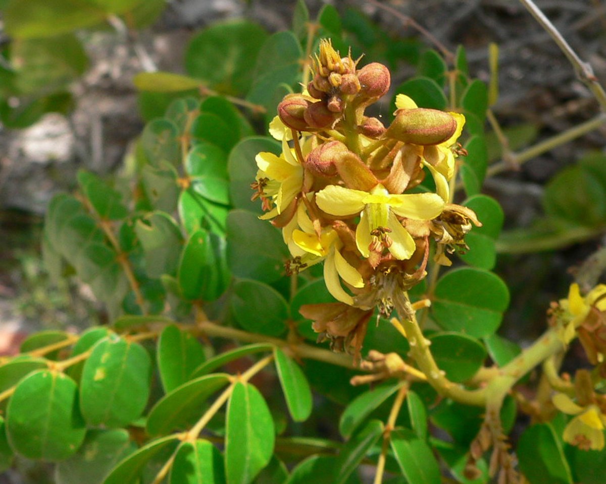Caesalpinia bonduc