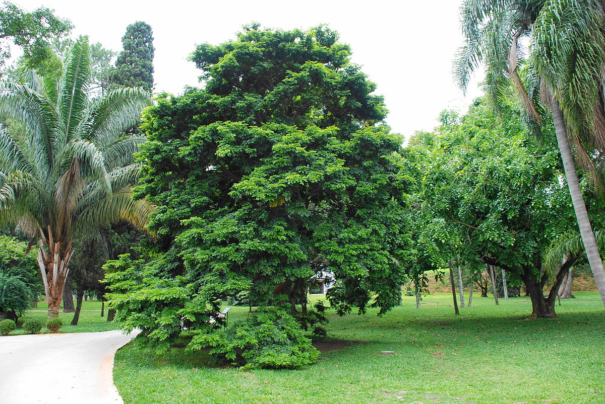 Pernambouc (arbre)