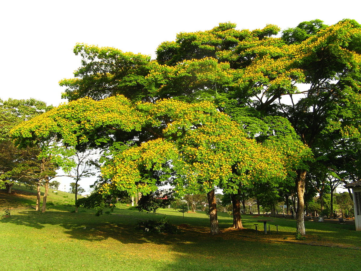 Caesalpinia pluviosa