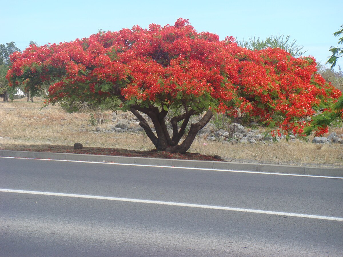 Caesalpinia pulcherrima