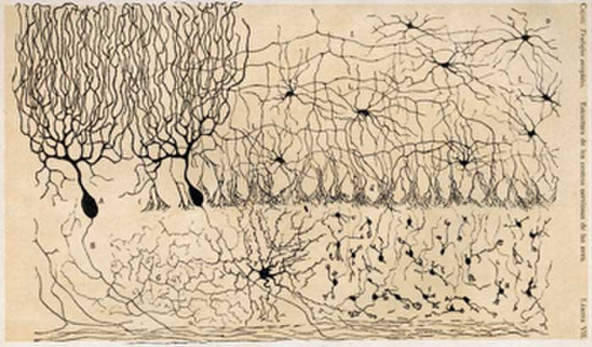 Théorie du neurone