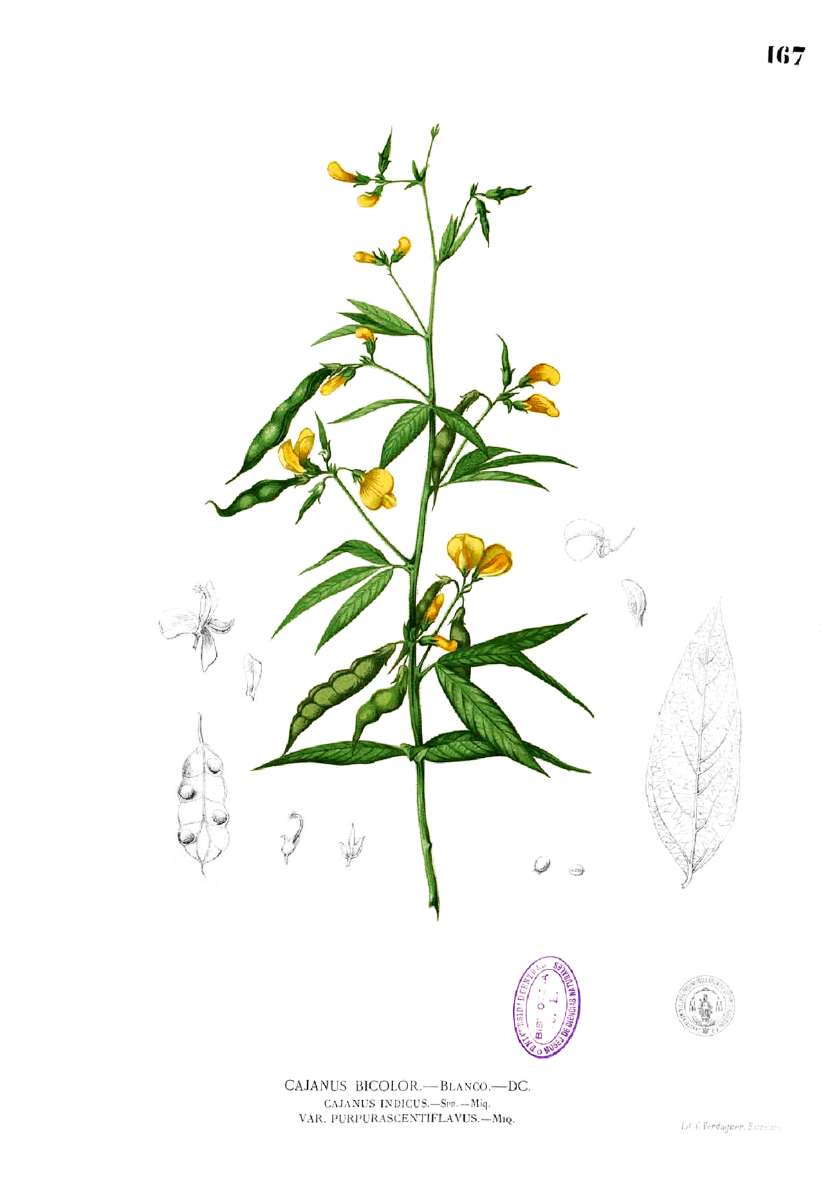 Pois d'Angole