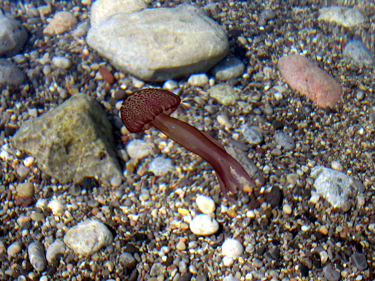 Cala Tuent Medusa 01.jpg