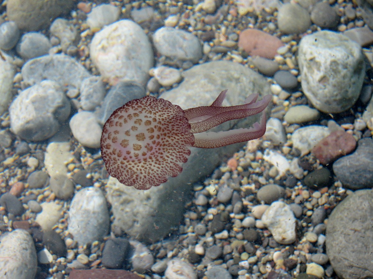 Cala Tuent Medusa 02.jpg