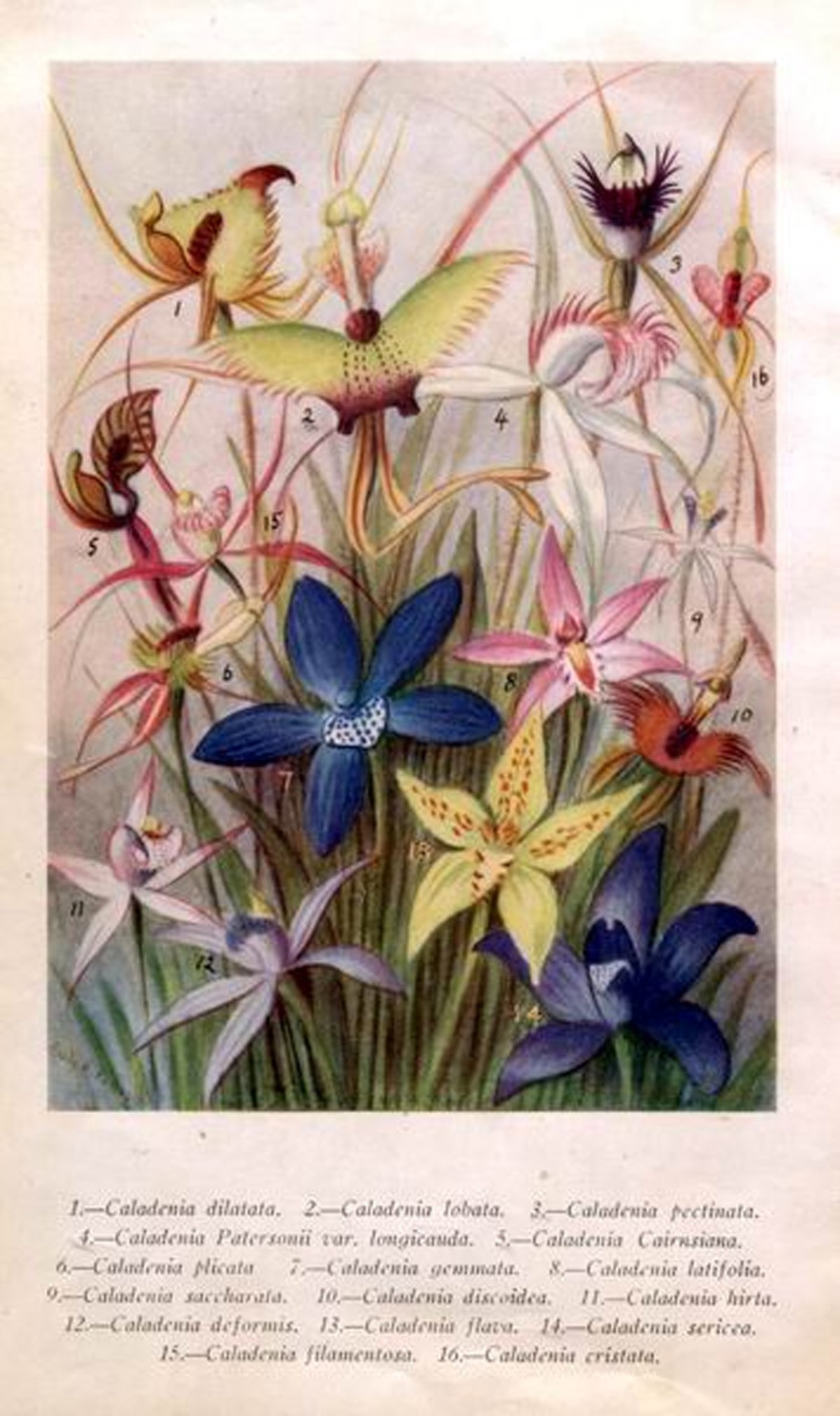 Caladenia