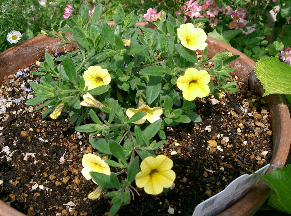 Calibrachoa