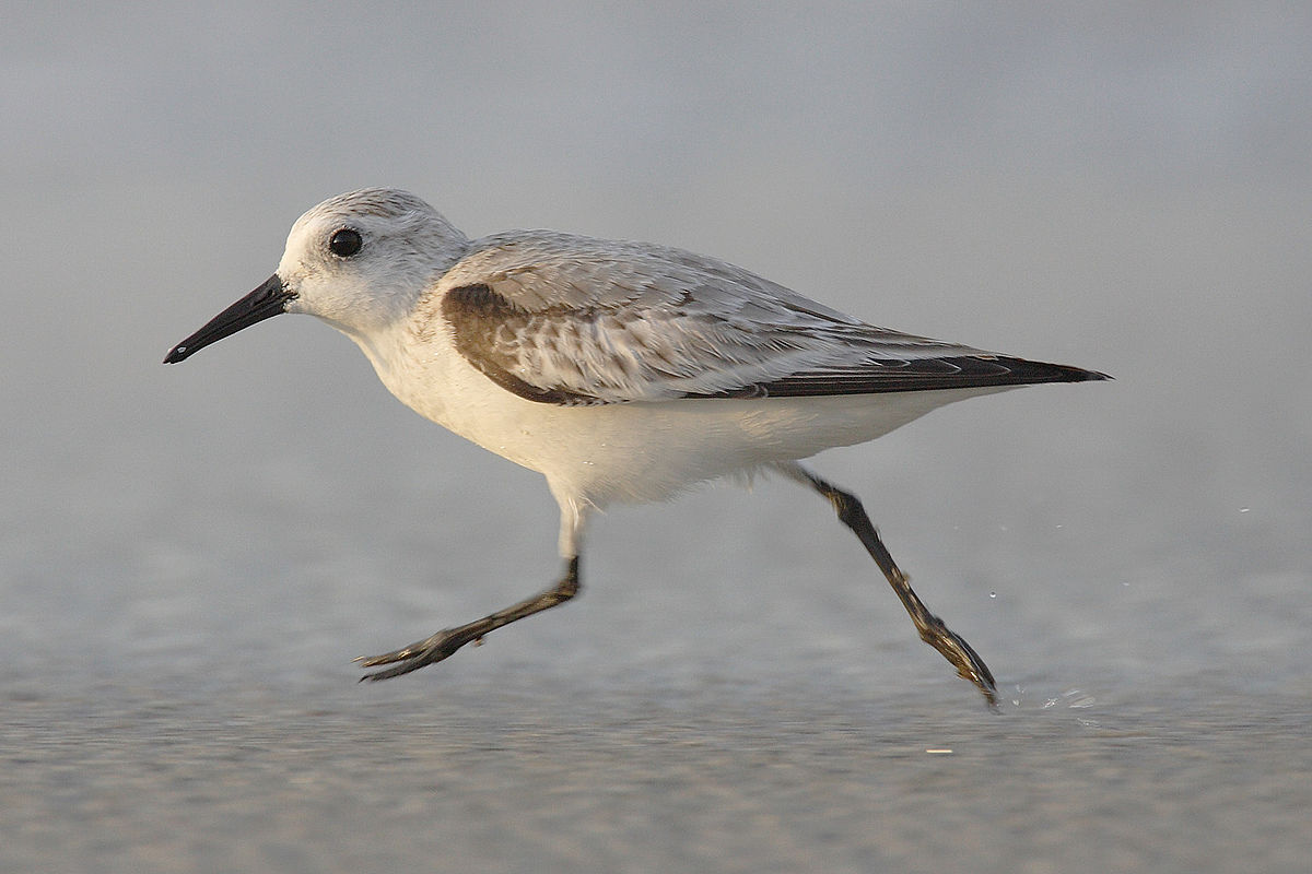 Bécasseau sanderling