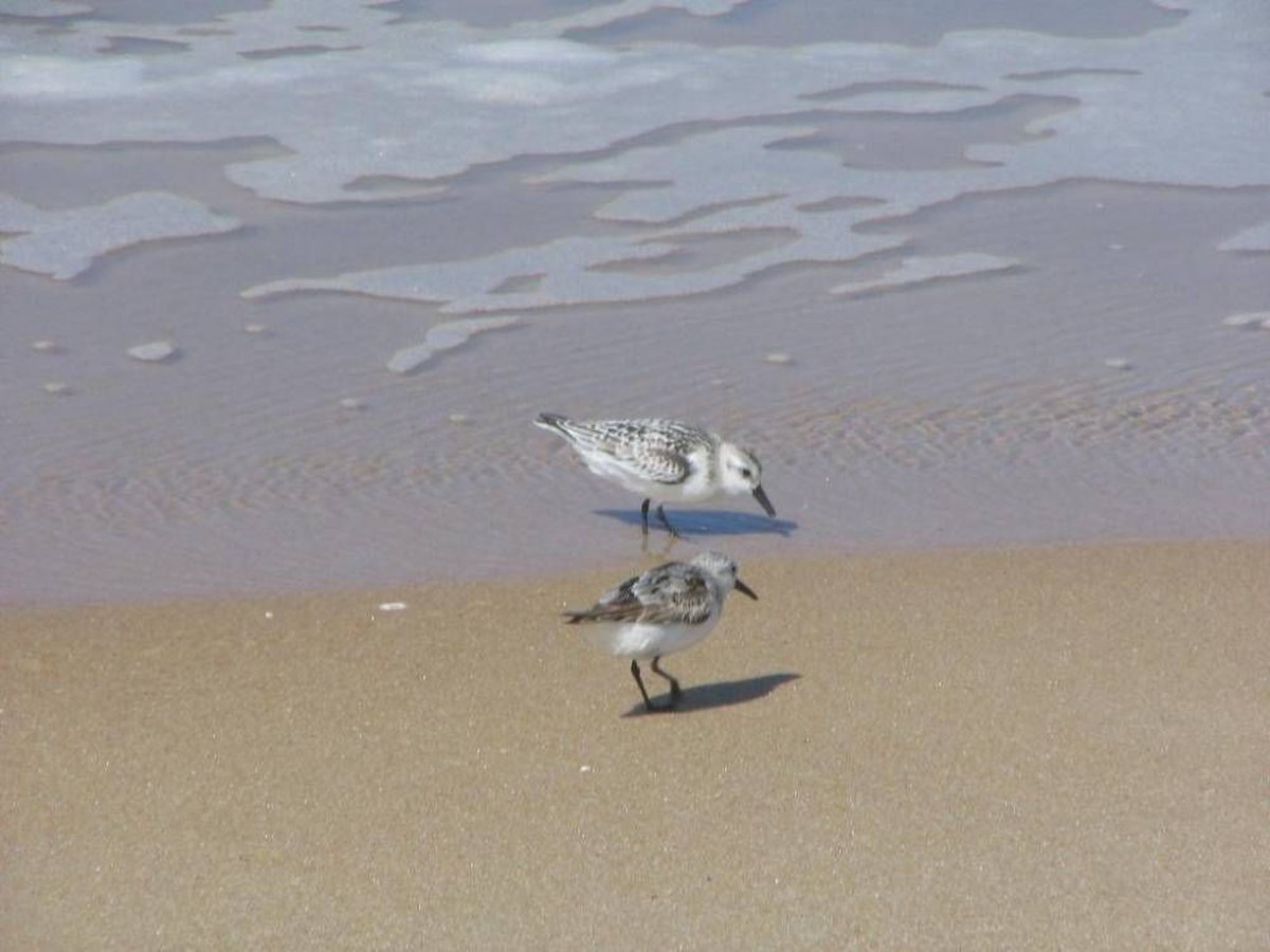 Calidris albaZZ.jpg