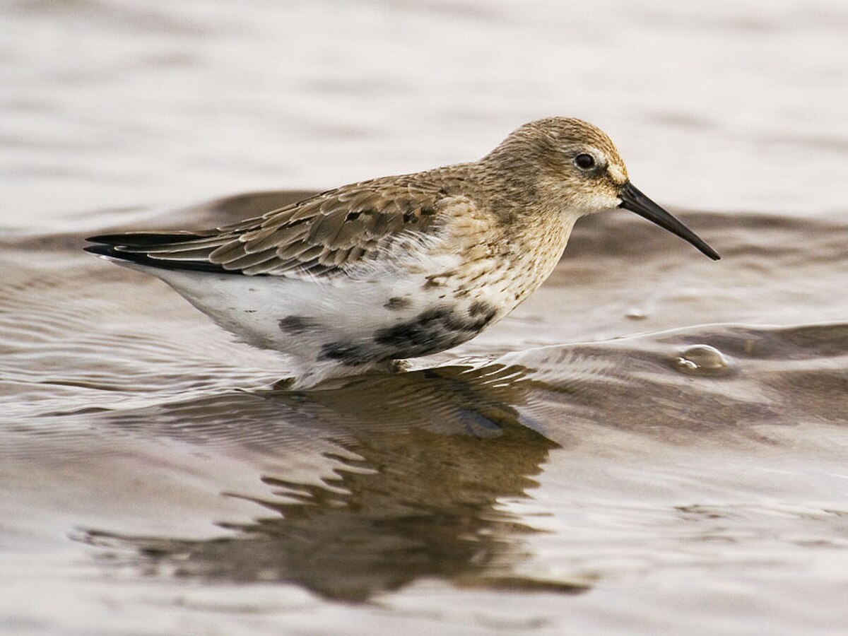 Bécasseau variable