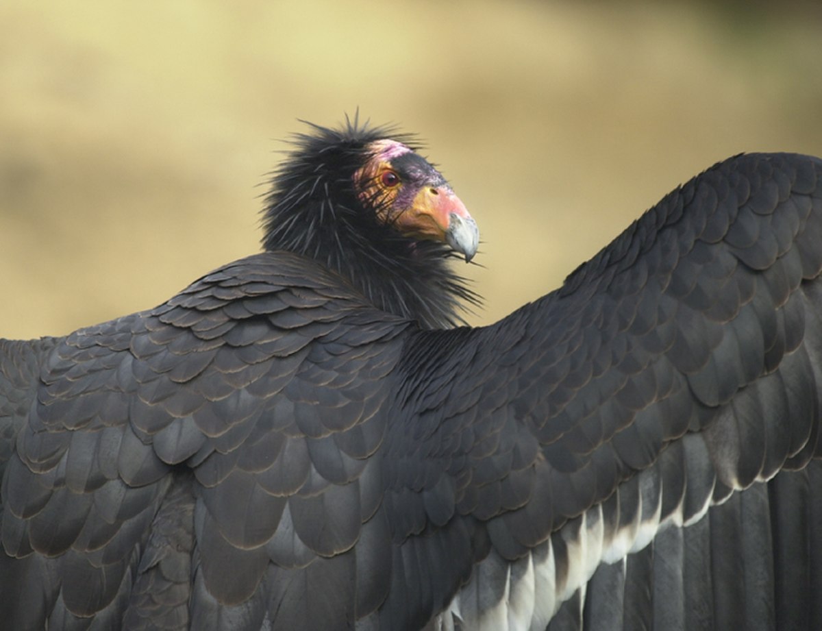 Condor de Californie