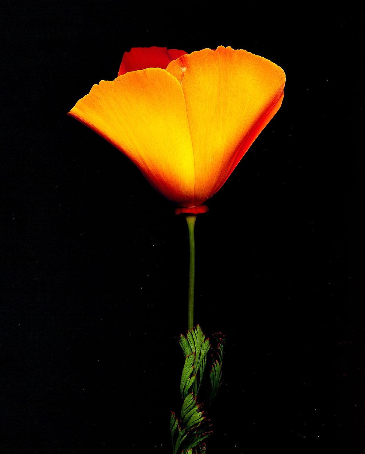 Eschscholzia californica
