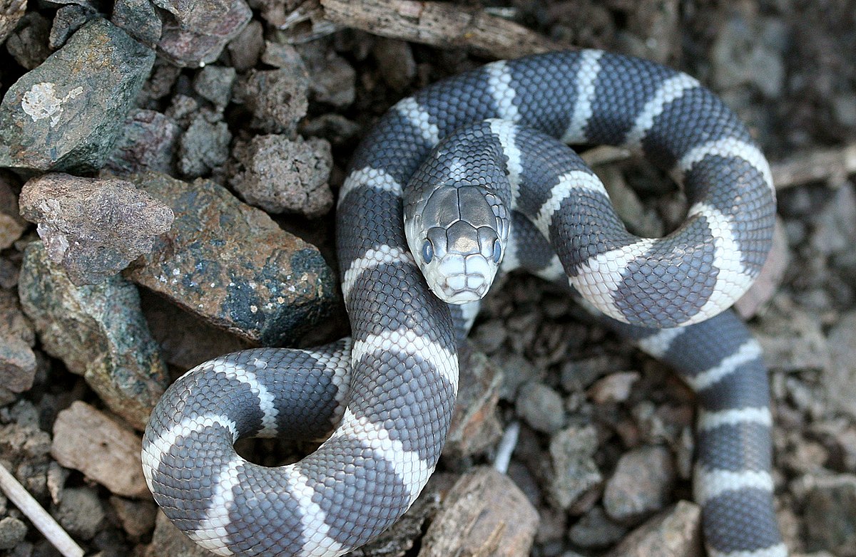 Lampropeltis