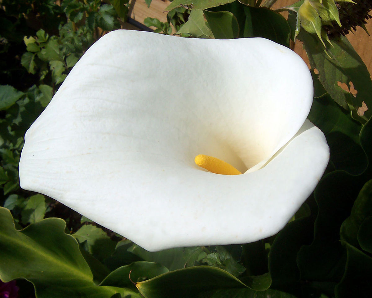 Zantedeschia