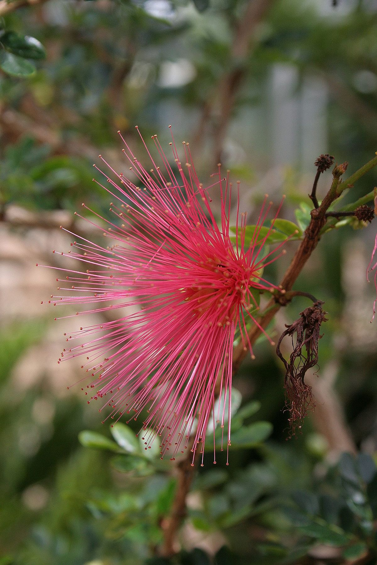 Calliandra