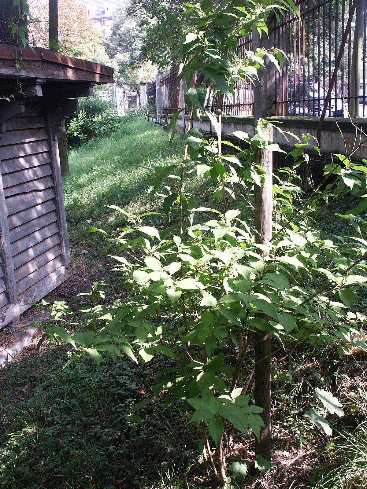 Callicarpa dichotoma