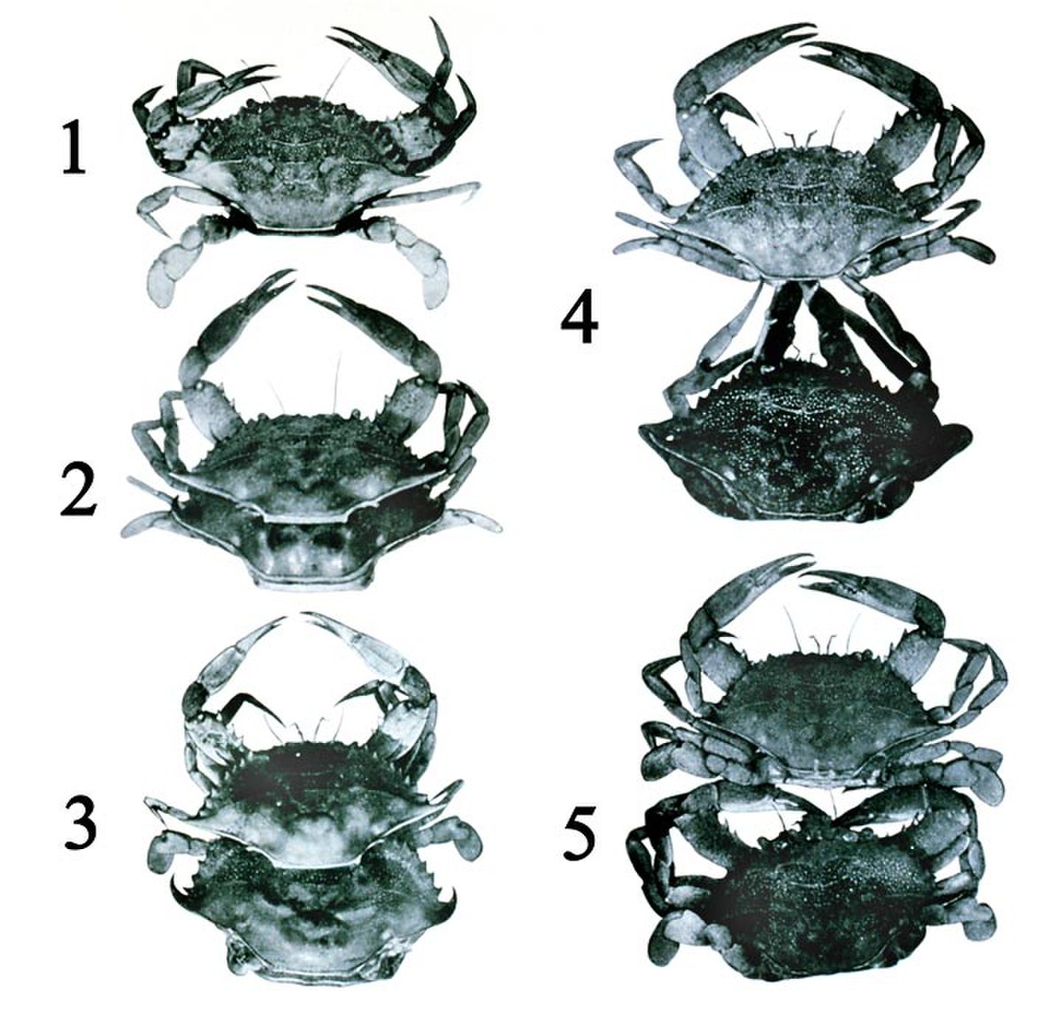 Mue des arthropodes