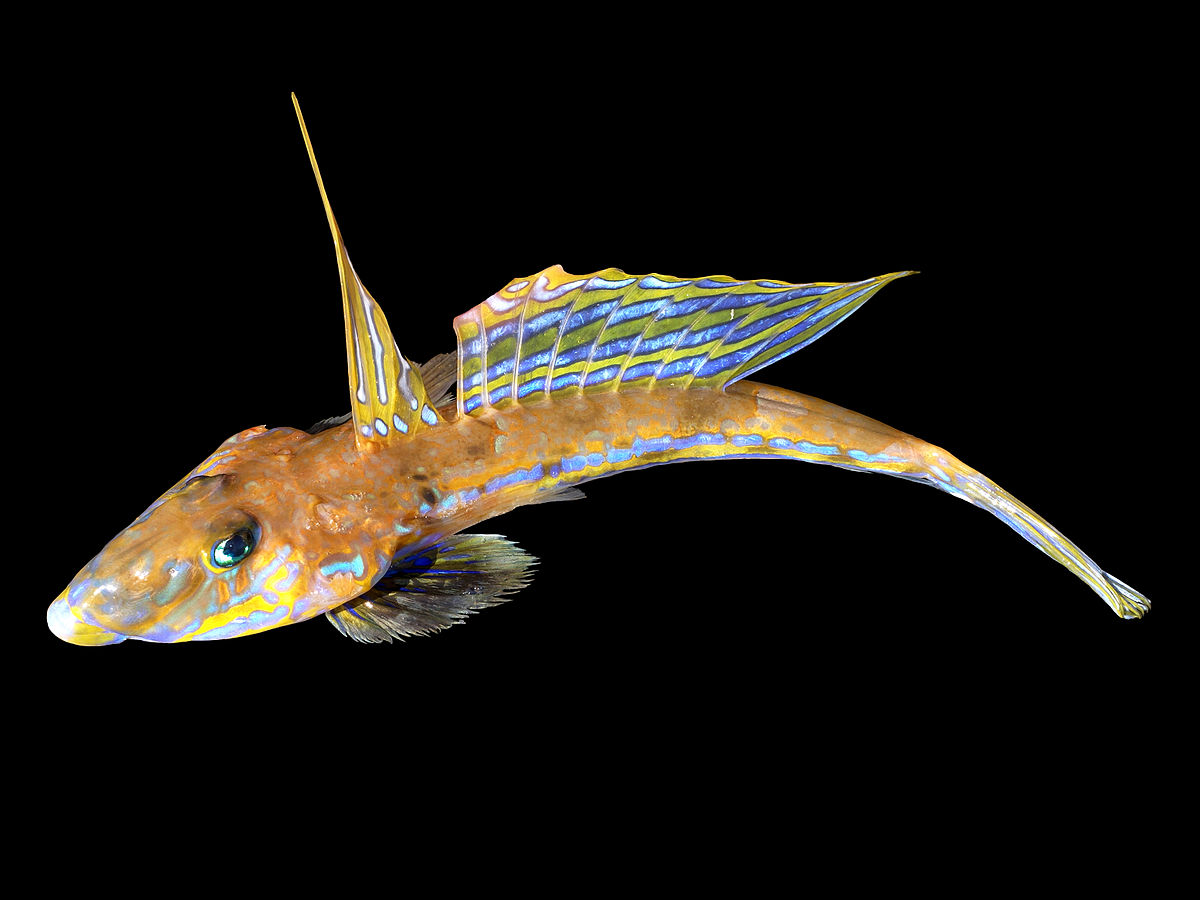 Callionymus
