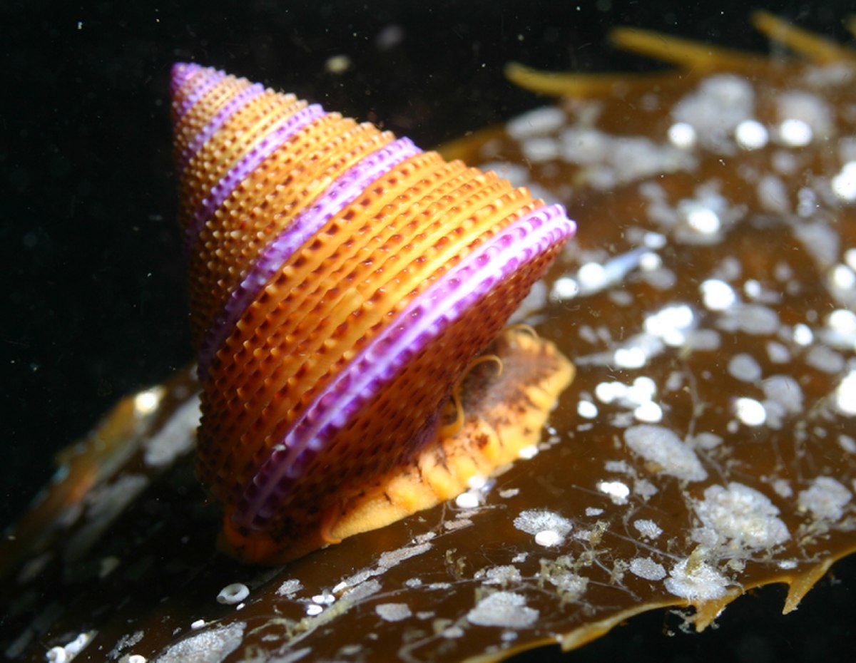 Trochidae