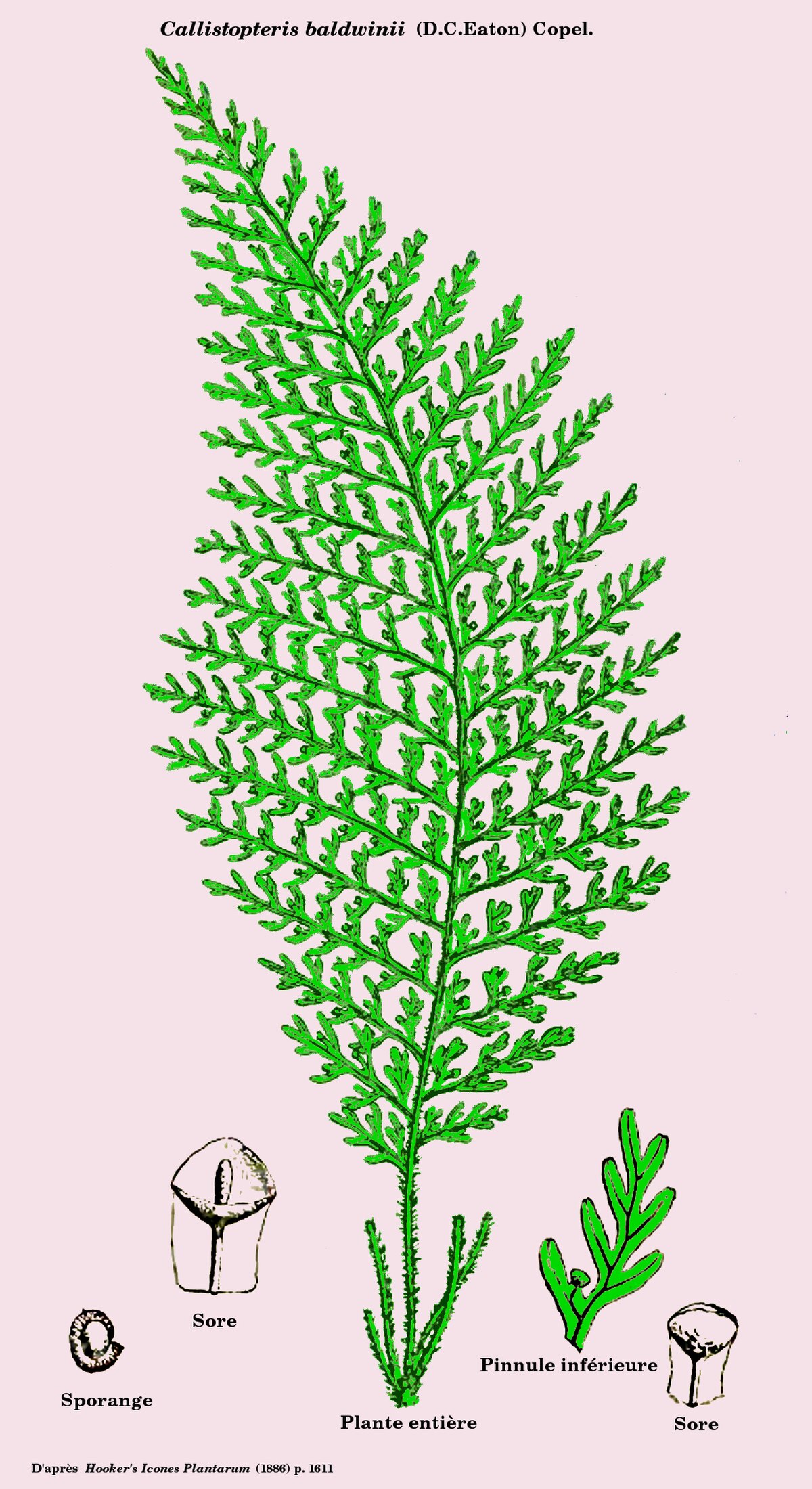 Callistopteris