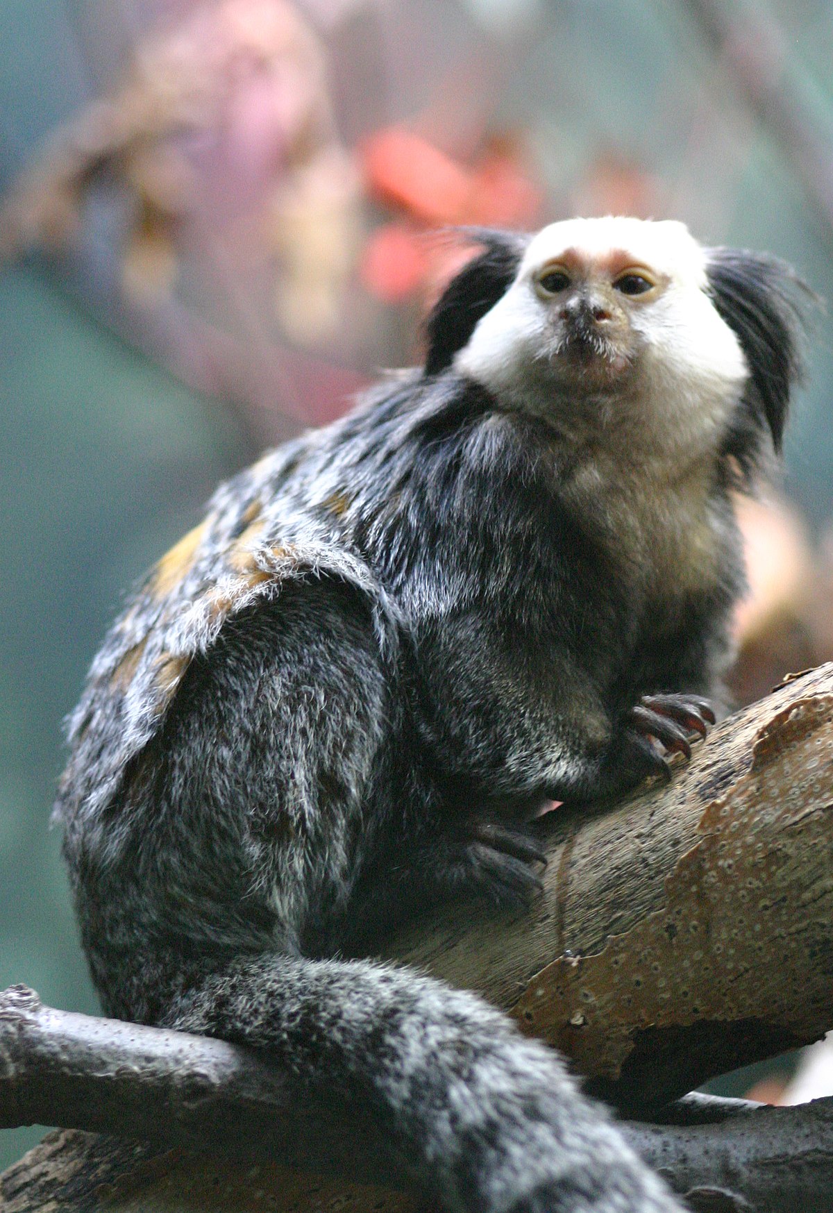 Callithrix geoffroyi
