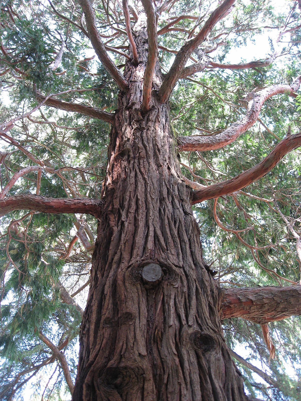 Calocedrus decurrens