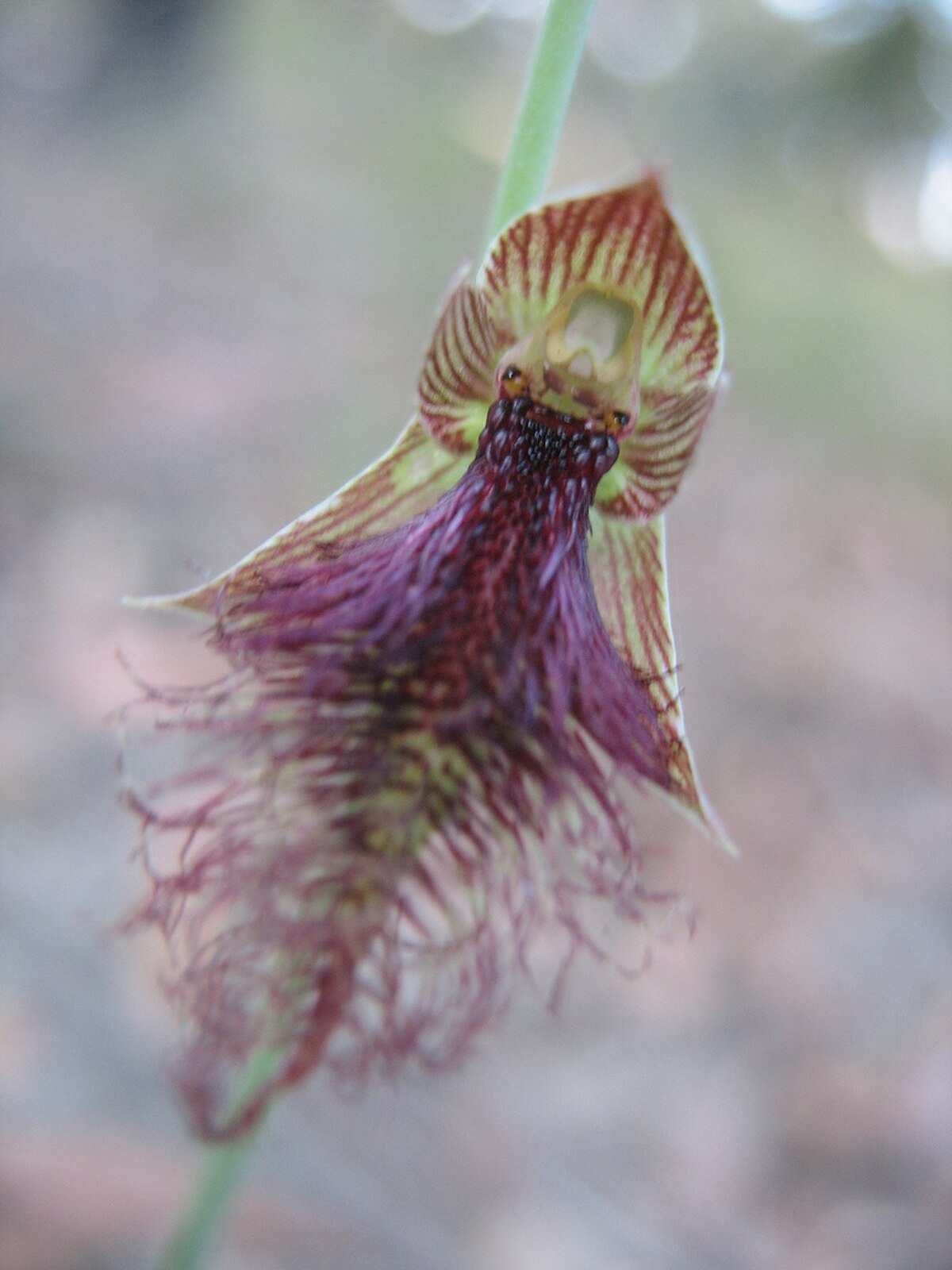 Calochilus
