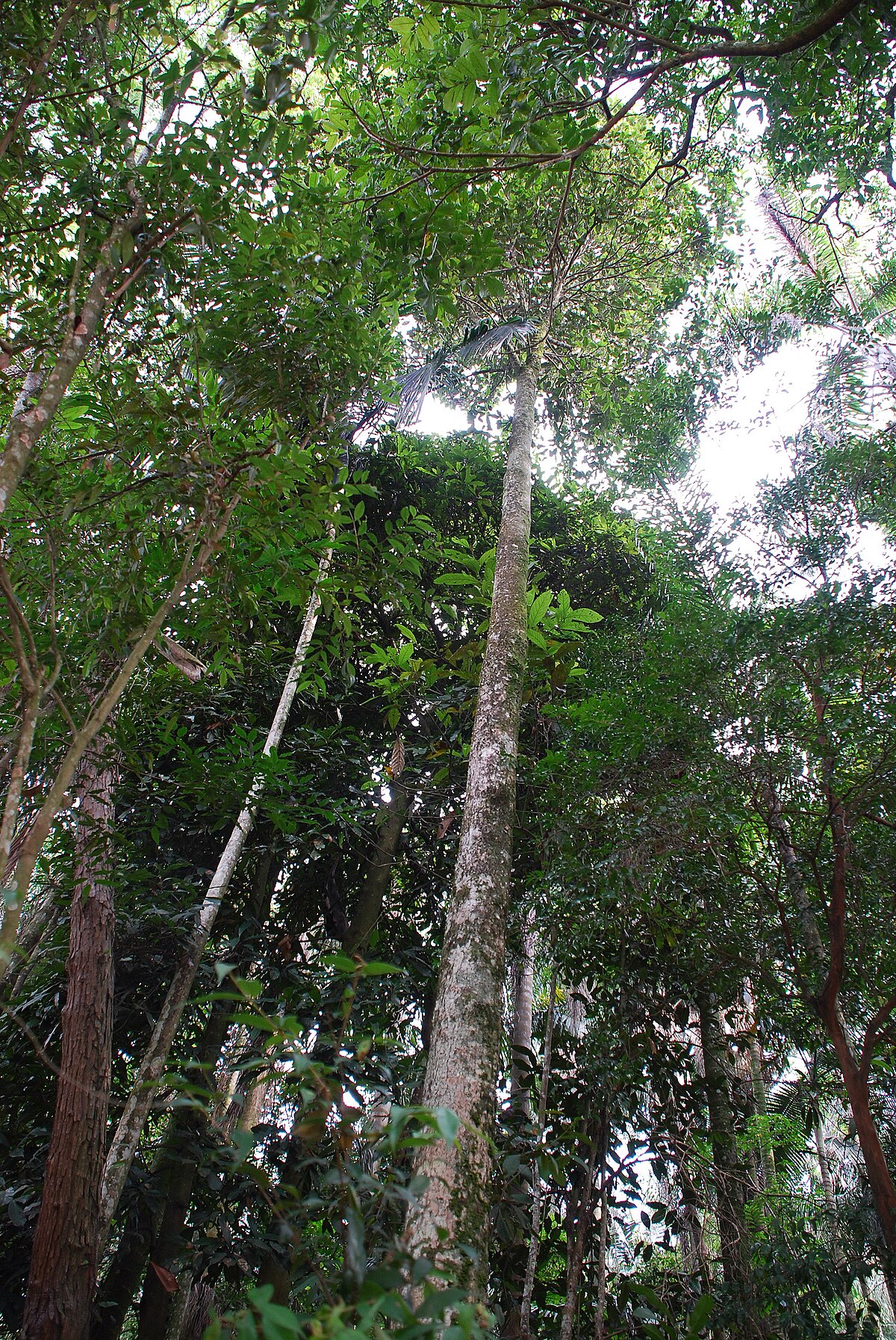 Calophylle du Brésil