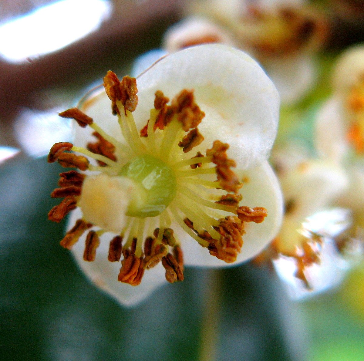 Calophyllaceae