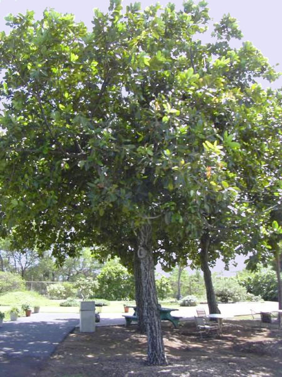 Takamaka (arbre)