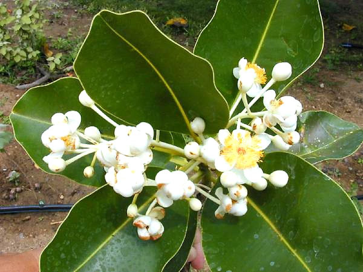 Calophyllum
