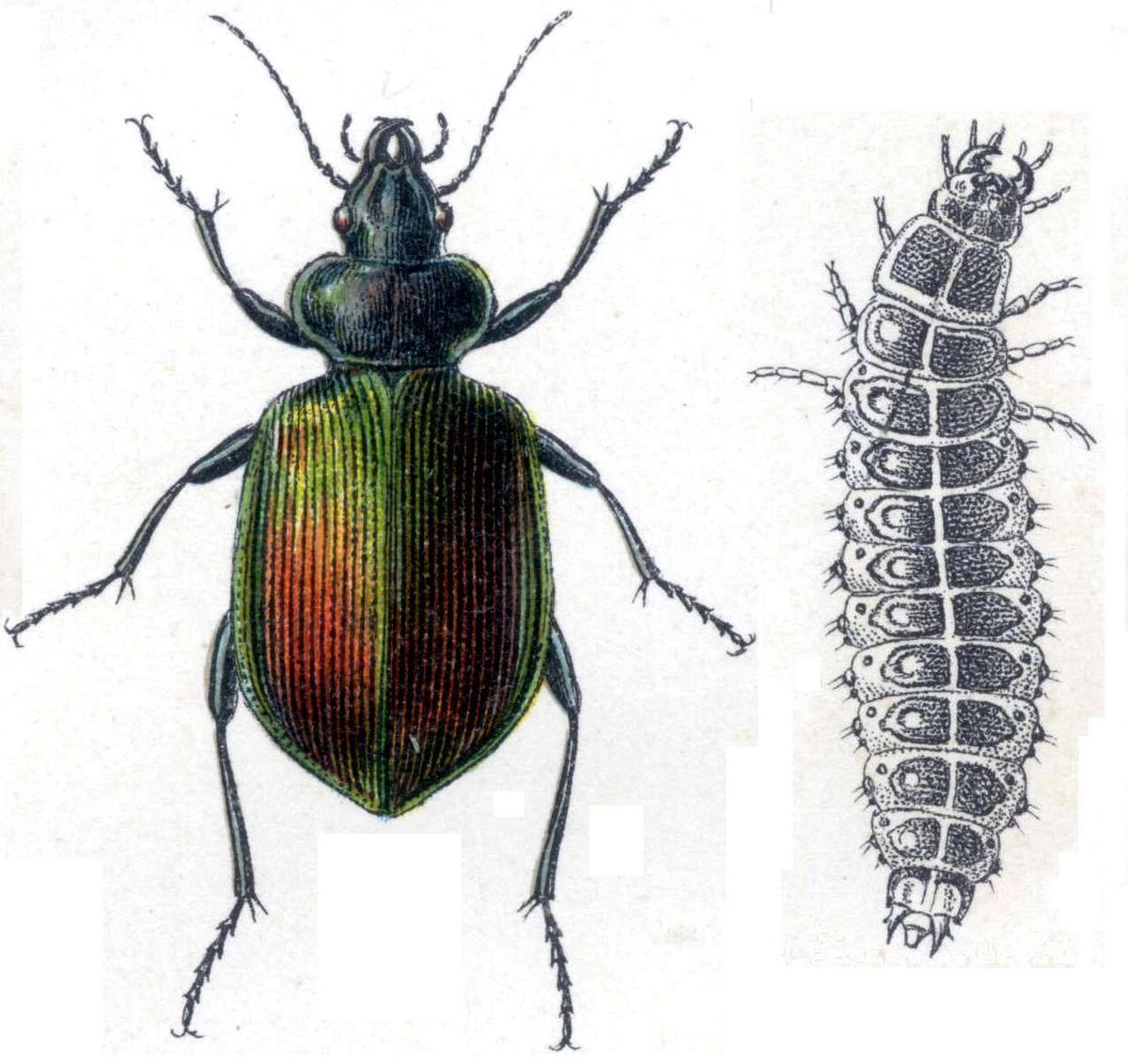 Calosoma