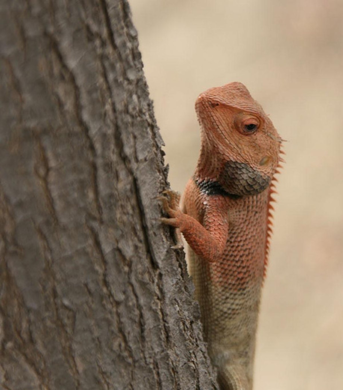 Calotes