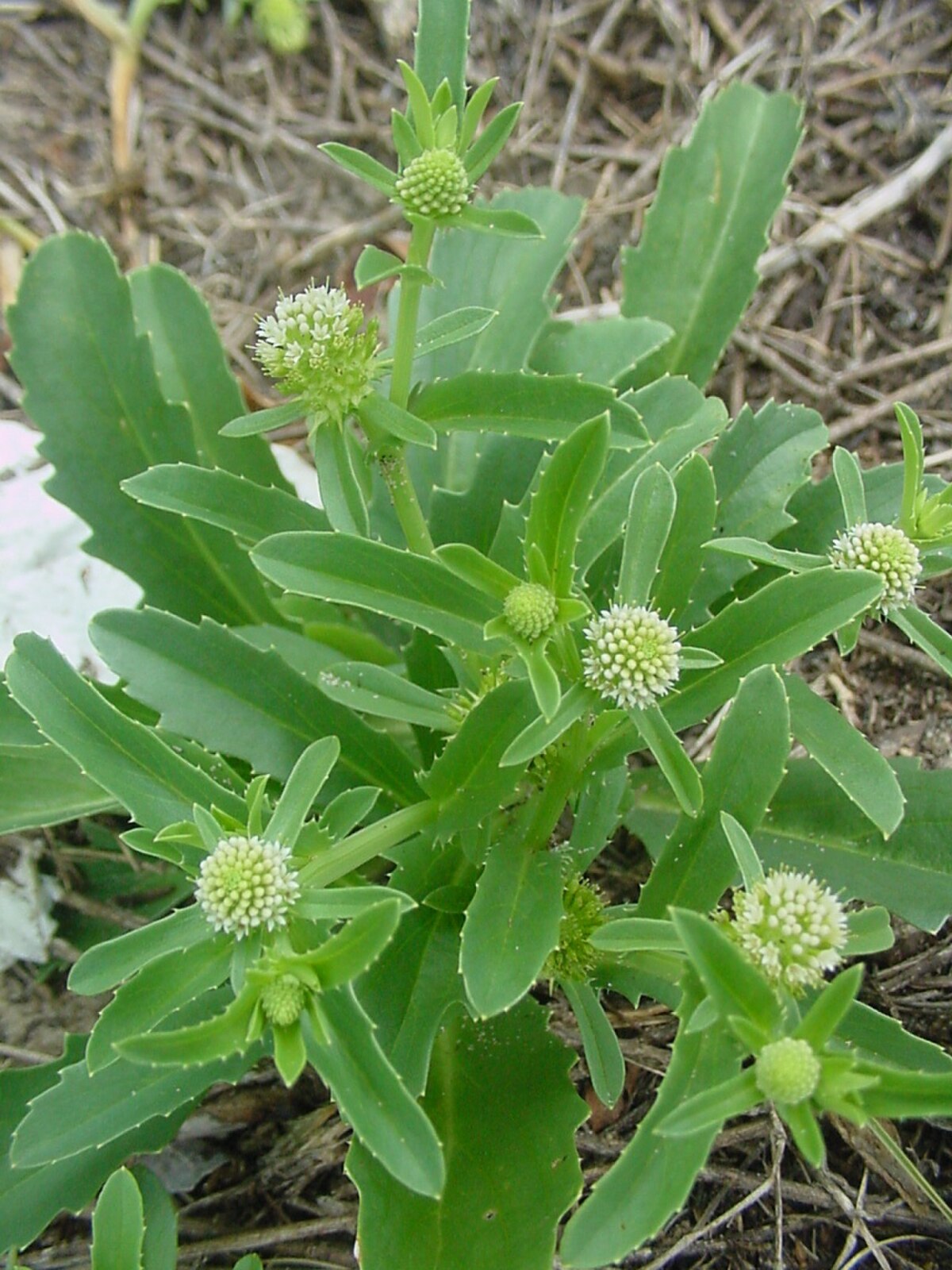Calycera