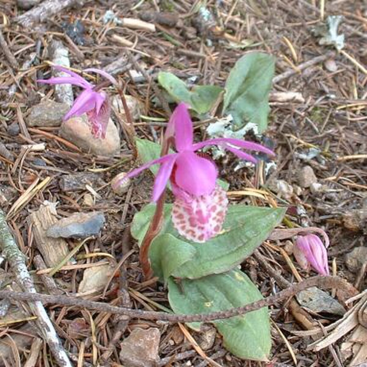 Calypso bulbosa